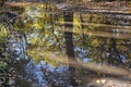 Reflection of an autumn forest in a puddle after rain Royalty Free Stock Photo