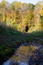 Reflection of autumn trees in puddle on path in middle of forest. Autumn season concept. Multicolored leaves lying in dirty water