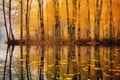 reflection of autumn trees on a still lake seen from a roadside stop