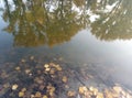 Reflection of autumn trees in the water. Trees with yellow leaves are reflected in the water. Royalty Free Stock Photo