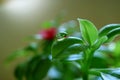 Reflection of Baby Sun Rose flower and leaves on the water droplet at the edge of the green leaf Royalty Free Stock Photo