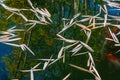 Reflection of Bamboo on Water Surface in Asian Zen Style