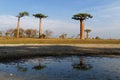 Reflection of Baobab trees Royalty Free Stock Photo