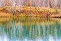 Reflection of bare birch forest in the water of calm lake in the overcast autumn weather Royalty Free Stock Photo