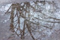 Reflection of a bare tree in water on ice Royalty Free Stock Photo
