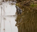 Reflection of a beautiful grey heron in the lake next to the shore Royalty Free Stock Photo