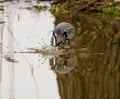 Reflection of a beautiful grey heron in the lake next to the shore Royalty Free Stock Photo