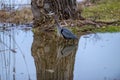 Reflection of a beautiful grey heron in the lake next to the shore Royalty Free Stock Photo