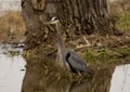 Reflection of a beautiful grey heron in the lake next to the shore Royalty Free Stock Photo