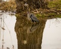 Reflection of a beautiful grey heron in the lake next to the shore Royalty Free Stock Photo
