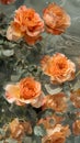 Reflection of beautiful orange roses in water. Floral background. Royalty Free Stock Photo