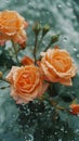 Reflection of beautiful orange roses in water. Floral background. Royalty Free Stock Photo