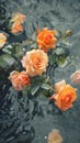 Reflection of beautiful orange roses in water. Floral background. Royalty Free Stock Photo