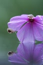 Reflection of behavior snails at purple flower Royalty Free Stock Photo