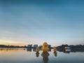 The reflection of big yellow ducks in sunset at Udon Thani, Thailand Royalty Free Stock Photo