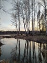 Reflection of birches in the lake