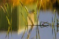 Reflection of bird hide and reeds Big Swamp Bunbury Royalty Free Stock Photo