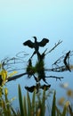 Reflection of a black bird spreading its wings in the water of Lake Matheson, New Zealand Royalty Free Stock Photo