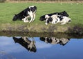 Reflection of black pied cows on the bank of a creek, one is kneeling or getting up