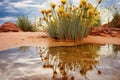 reflection of blooming desert plants in a rain puddle Royalty Free Stock Photo