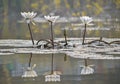 reflection of blooming lotus flower in pond with leaves floating in pond. Royalty Free Stock Photo