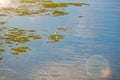 reflection of the blue sky in the swamp Royalty Free Stock Photo