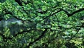 Reflection of branches on a lake. Royalty Free Stock Photo