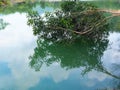 Reflection of branches on the water surface Royalty Free Stock Photo