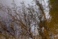 Reflection of branches on water surface. Royalty Free Stock Photo