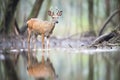 reflection of bushbuck in still forest waterbody Royalty Free Stock Photo