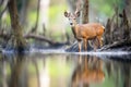reflection of bushbuck in still forest waterbody Royalty Free Stock Photo
