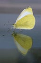 Reflection butterfly. Side view