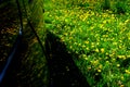 Reflection in the car of dandelion flowers in the green grass.2 Royalty Free Stock Photo