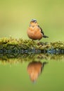 Reflection of a chaffinch by the pond