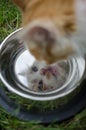 Reflection close-up shot of small cute white-ginger kitten face Royalty Free Stock Photo