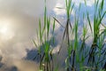 Reflection of clouds in the calm water of a river, lake in spring close-up. Marsh grasses in the wild on the shore of the reservoi Royalty Free Stock Photo