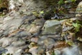 Reflection of coastal trees in the water surface of the pond. Royalty Free Stock Photo