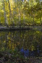 Reflection of coastal trees in the water surface Royalty Free Stock Photo