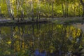 Reflection of coastal trees in the water surface Royalty Free Stock Photo