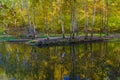 Reflection of coastal trees in the water surface Royalty Free Stock Photo