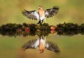 Reflection of a Common chaffinch with open wings Royalty Free Stock Photo