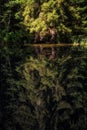 Reflection of conifer tree on the quiet water surface of a lake in the forest Royalty Free Stock Photo