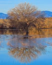 A cottonwood tree reflection Royalty Free Stock Photo