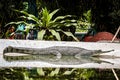 Reflection of a crocodile at its place at nehru zoo Hyderabad india