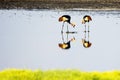 Reflection of Crowned Cranes