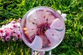 Reflection in a crystal ball of almond blossom Royalty Free Stock Photo