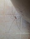 Reflection of Daddy Long Legs Spider in the Bathroom Royalty Free Stock Photo