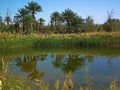 Date palms mirrored in water