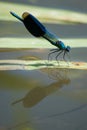 Reflection of a dragonfly in the water Royalty Free Stock Photo