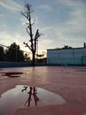 Reflection of dry tree in basketball pitch during sunrise. Royalty Free Stock Photo